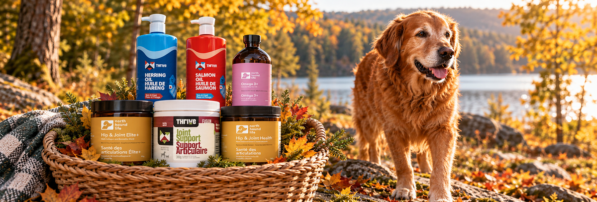 Joint Supplements for Dogs: Choosing the Right Support by Age and Activity