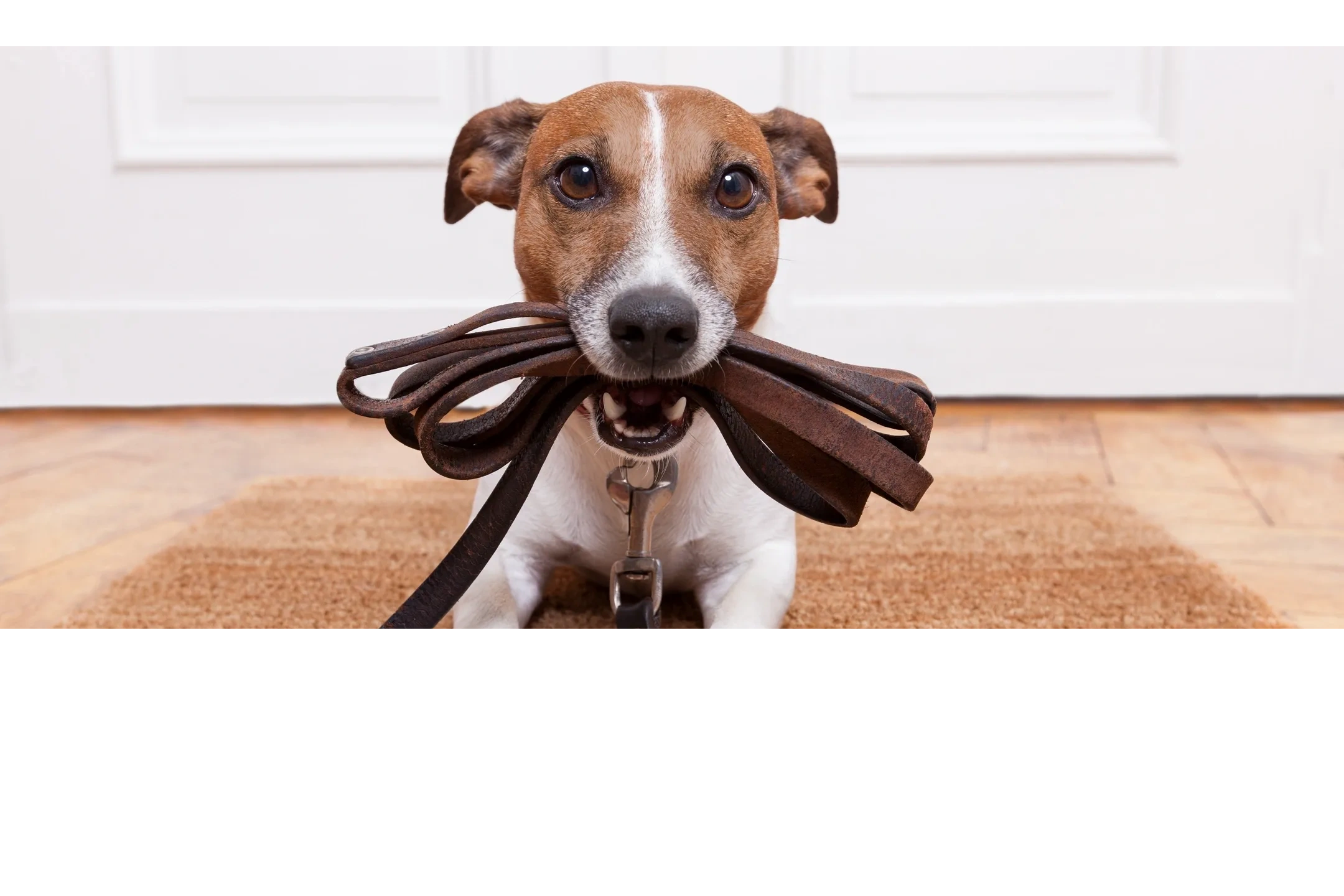 Leashes and Collars
