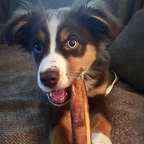 6" Bully Sticks