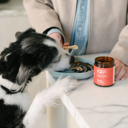 Dog eating from a bowl with a person and a jar of pet product in the background