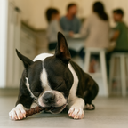 dog chewing an all natural liver wrapped collagen stick chew