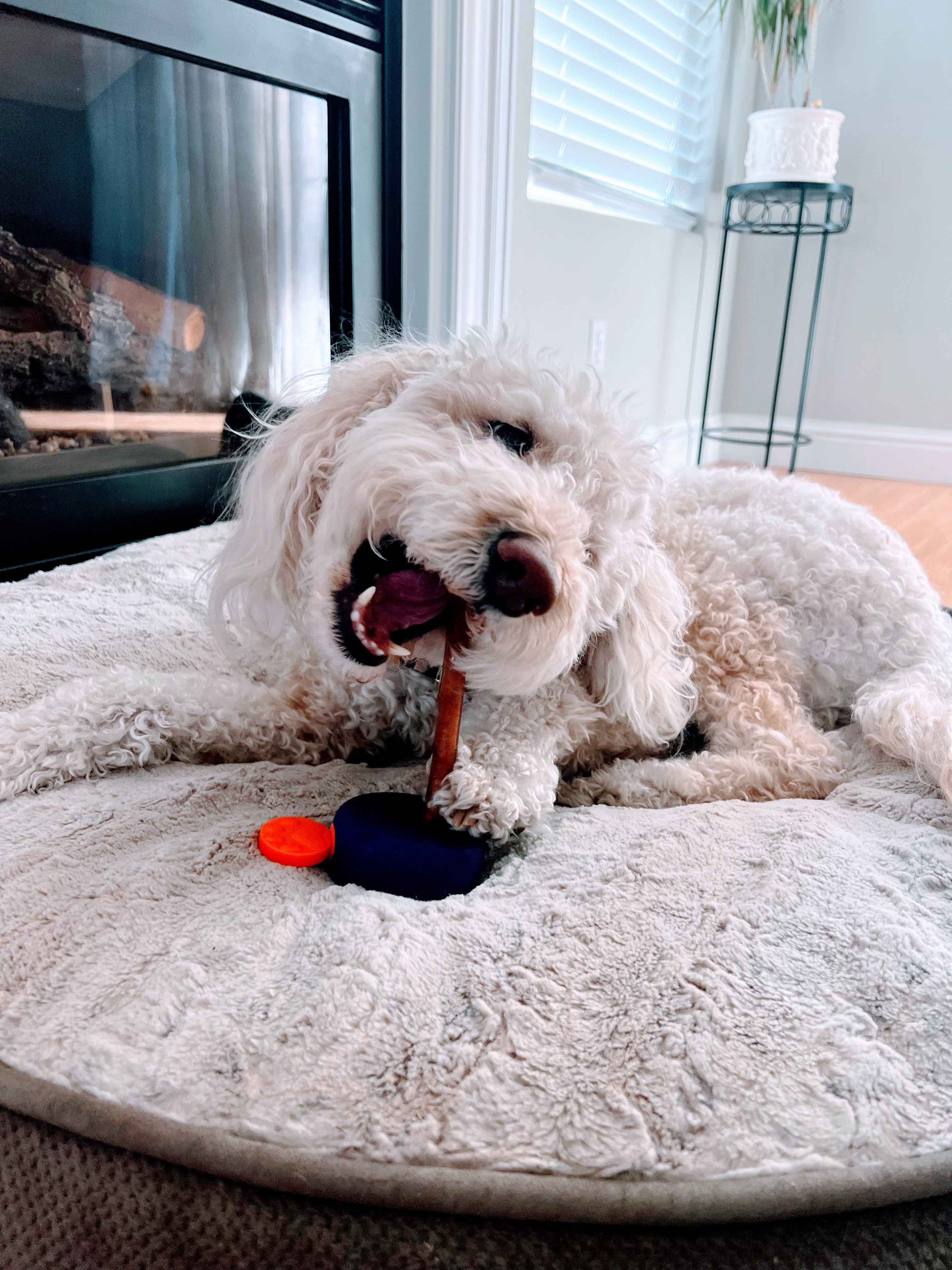 Bully Lok Chew Holder