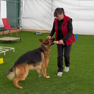 A woman in a red vest and black jacket is training a German Shepherd dog inside a white tent with green artificial turf flooring. The dog is standing on a white agility ladder.